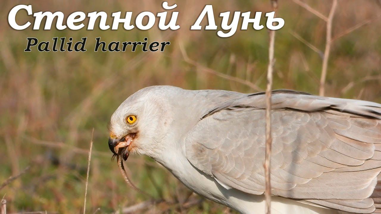 Степной Лунь ест Ящерицу / Pallid Harrier eats Lizard смотреть онлайн
