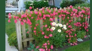 Клумба вдоль забора.Благоустройство территории.