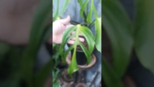 Monstera Burle Marx Flame