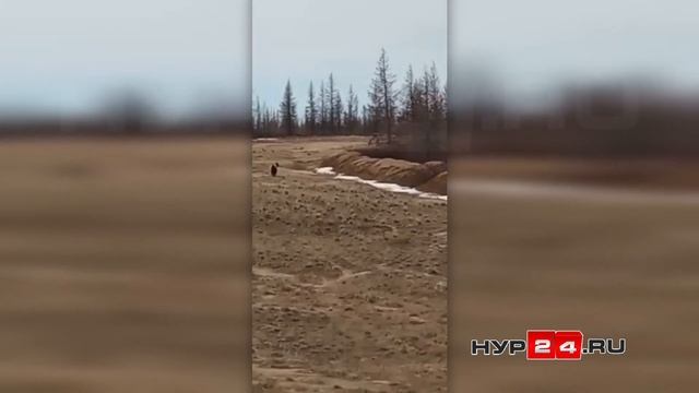 Медведь в Новом Уренгое собирается полакомиться вахтовиками