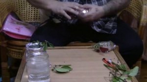 Выращивание острого перца. Часть 9. Пересаживаем перец черенками