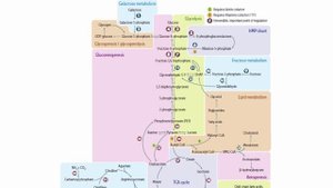 USMLE RX - 1.Биохимия - 4.Метаболизм - 8.Краткое Описание Биохимических Путей