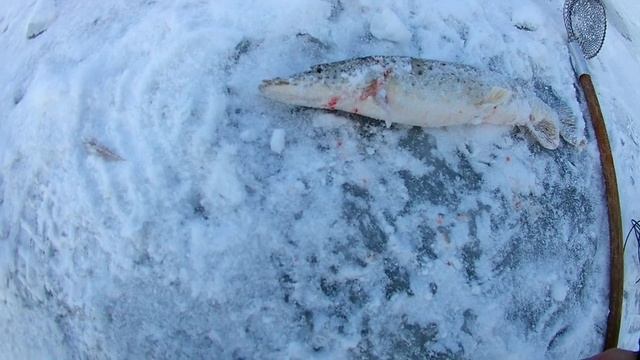 Рыбалка на Амуре...mp4 смотреть онлайн