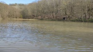 тихое лесное озеро в Марте , видео для фона , йога , медитация , оригинальный звук