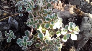 Очиток почвопокровный 18.09.22