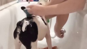 как ухаживать за французским  бульдогом . СПА процедуры для Ника. 💦🧽