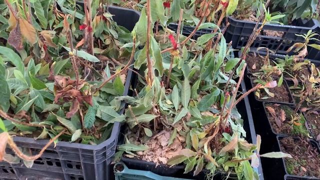 Зимовка саженцев рододендронов и азалий. 01.12.23 смотреть онлайн