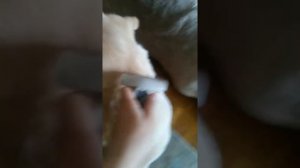 Как расчесать собаку. Подробная инструкция. Ухoд за собакой.