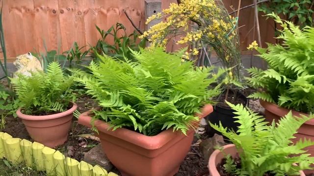 Boston Fern/Cytisus Praecox Warminster Broom Shrub . смотреть онлайн