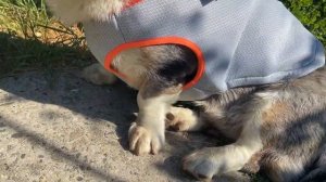 Охлаждающий жилет для собак от компании TrueLove