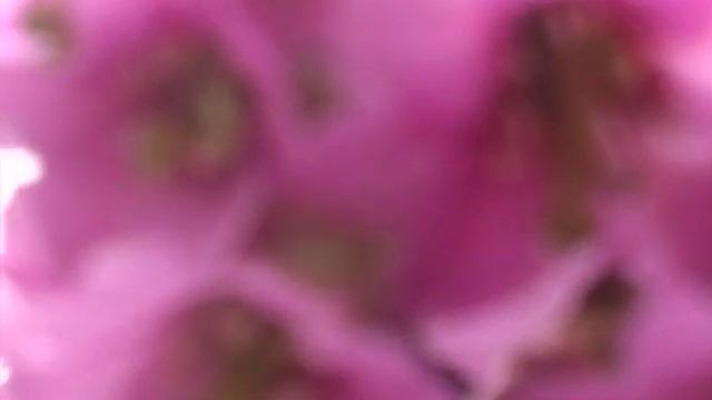 БАДАН ЦВЕТЕТ .ТАЛОВАЯ смотреть онлайн