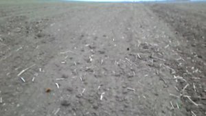 Посев ячменя РУМом и СЗ-3.6 на одном поле(6га).