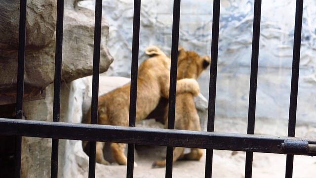 Львята. Зоопарк Homezoo А.Пилишенко. Васильковка, Запорожской обл. смотреть онлайн