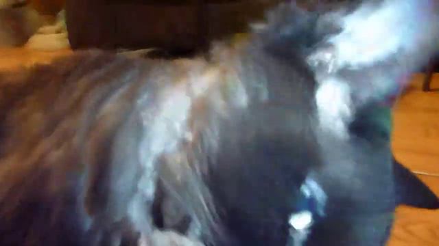 female puppy plays with male devon rex cat смотреть онлайн