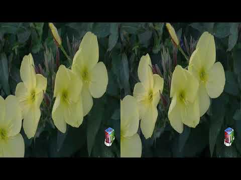 3D. Волшебный цветок заката. Энотера / Magic flower of the sunset. Enotera. смотреть онлайн