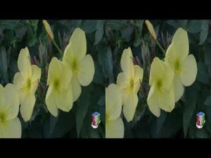 3D. Волшебный цветок заката. Энотера /  Magic flower of the sunset. Enotera.