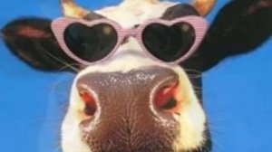 Приколы - Так мычит обычная корова...