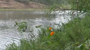 Ловля Золотого карася на поплавок на диком пруду! Рыбалка в сибири! Рыбалка в Красноярском крае!