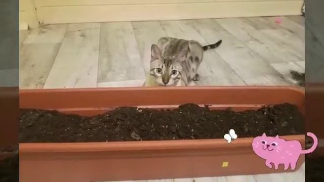 Учимся сажать цветы