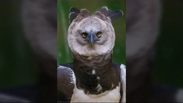 ЖУТКАЯ ПТИЧКА ИЗ ЮЖНОЙ АМЕРИКИ? (ворует кошек и поросят у Индейцев) смотреть онлайн