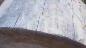 Синева на древесине бревен, бруса и пиломатериалов