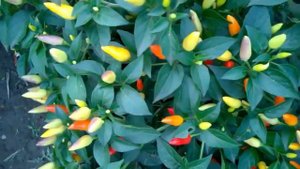 Prairie Fire. Огонь прерии невероятно урожайный сорт острого перца.