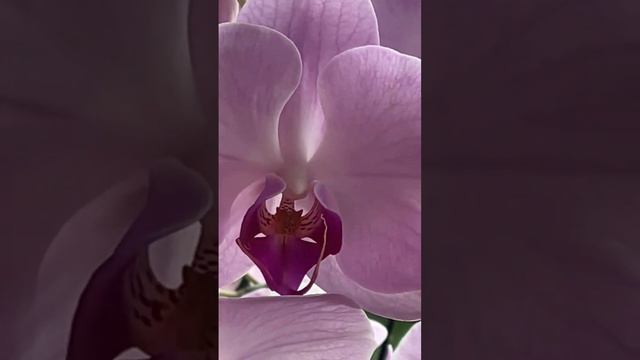 Про удобрение цветущих орхидей. #phal #phalaenopsis #орхидеи #цветениеорхидей #фаленопсис #одеса