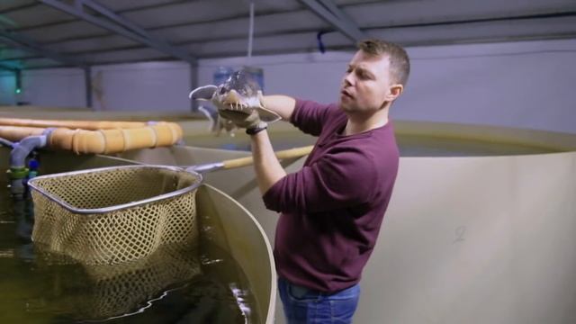 Рекорды роста Белуги и гибридов Калуги в узв на Акваферме за 1 ГОД
