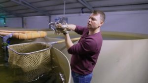 Рекорды роста Белуги и гибридов Калуги в узв на Акваферме за 1 ГОД