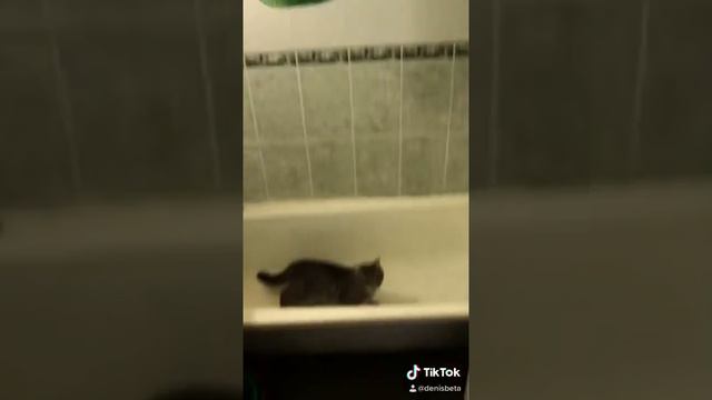 Видео из tiktok. Кот упал в ванную.