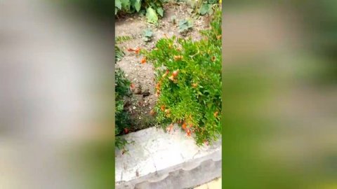 Алушта.Крым.2023