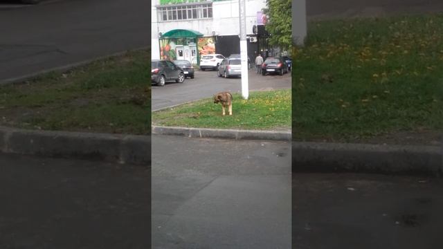 Смотрим за собачкой)) щас будет фокус) смотреть онлайн