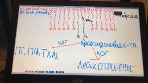 НПВС и БРОНХИАЛЬНАЯ АСТМА