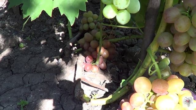 Сорт винограда Ливия. Виноград 2015. смотреть онлайн