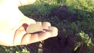 Удачный поиск монет 2015г. Псковская область. / Search coin. Pskov region.