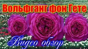 Обзор розы Иоганн Вольфганг фон Гете (Чайно гибридная) - Johann Wolfgang von Goethe_(Evers2004).