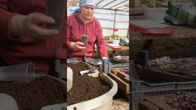 Пикирую базилик в теплице. смотреть онлайн