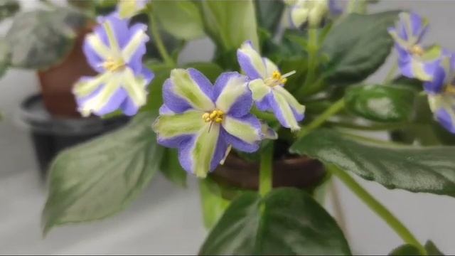 Обзор фиалок от 12.11.2023 смотреть онлайн