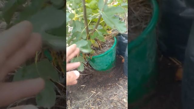 инжир кадота гибрид смотреть онлайн