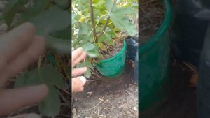 инжир кадота гибрид