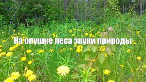 Звук птиц, пчел и сверчков. Мир природы на опушке леса
