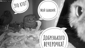 Сыч Лучик наносит ответный визит! Совы Кутуша и ХЗ гостей не ждали, а они припёрлися