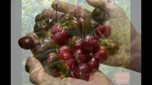 Обзор сорта черешни "Бряночка" (характеристики, свойства, фото)