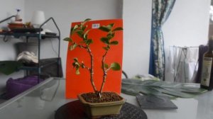 Бонсай из Ligistrum или бирючина обыкновенная как бонсай