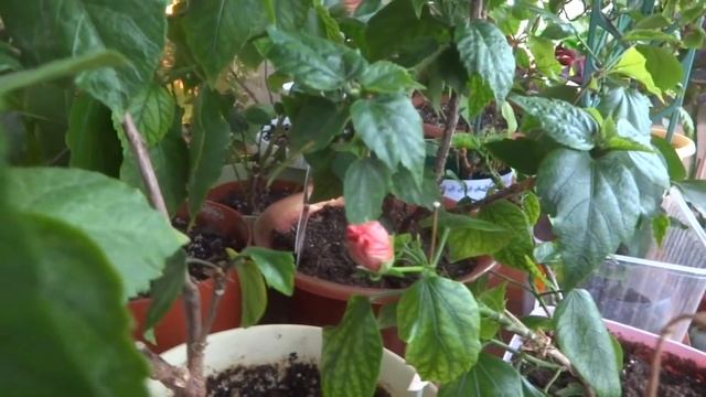 Комнатные цветы/растения. Якобиния желтая. Абутилон белый. Обзор цветения ноябрь 2018 смотреть онлайн