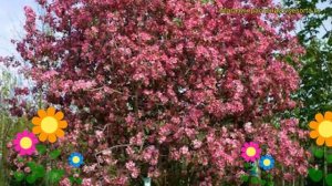 Яблоня декоративная Рудольф. Краткий обзор, описание характеристик, где купить саженцы malus Rudolp