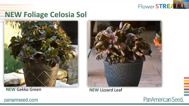 PanAmerican Seed FlowerStream 2020 (na russkom) смотреть онлайн