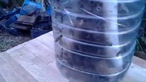 Пчёлы вслед за маткой возвращаются в бутыль.