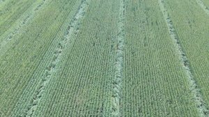 Corn field - Autel Evo II Dual 640T V3