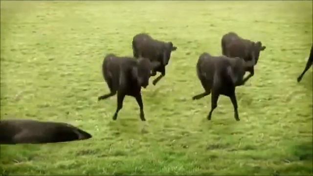 Biffguyz Меня все телки любят Веселый Молочник 2014 смотреть онлайн